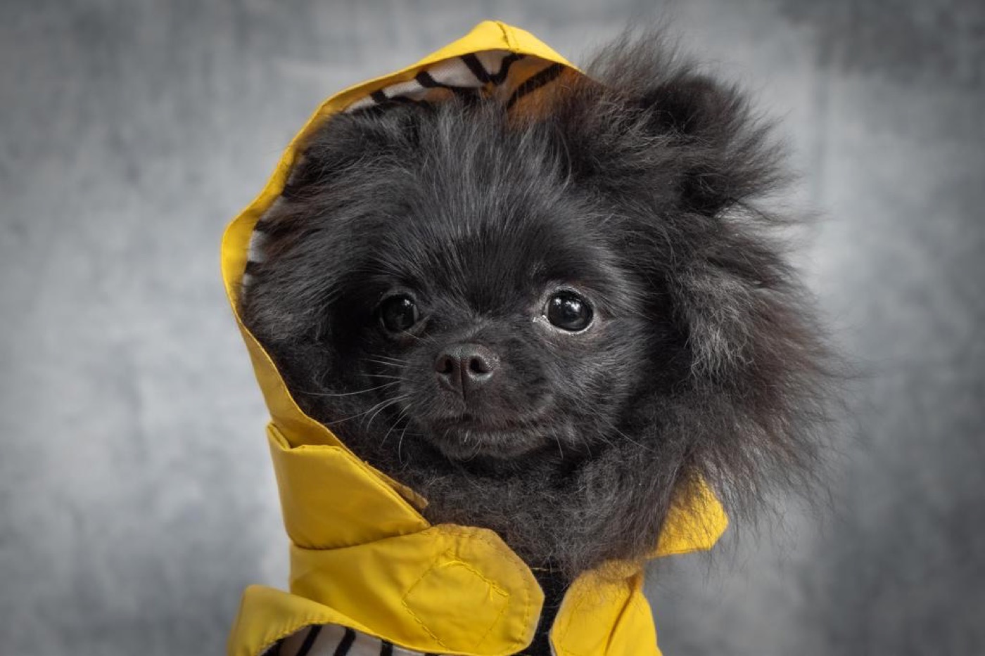 Petit chien noir vêtu d'un ciré jaune